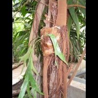 Ficus Bellingeri (fam. Moracees) (Australie) (1)